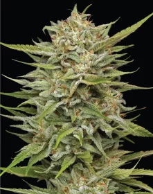 Humboldt Seed Company OG Kush - 5 feminisierte Samen