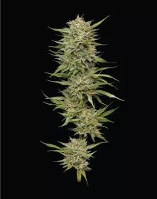 Humboldt Seed Company OG Kush - 5 feminisierte Samen