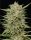 Humboldt Seed Company OG Kush - 5 feminisierte Samen