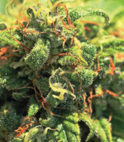 Humboldt Seed Company Pineapple Upside Down Cake - 5 feminized seeds