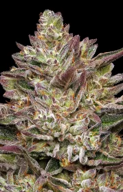 Humboldt Seed Company Guzzlerz - 5 feminized seeds