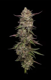 Humboldt Seed Company Guzzlerz - 5 feminisierte Samen