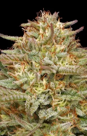 Humboldt Seed Company Orange Creampop - 5 feminized seeds