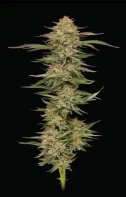 Humboldt Seed Company Orange Creampop - 5 feminisierte Samen