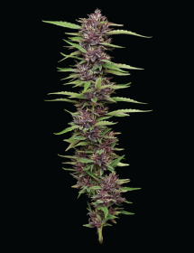 Humboldt Seed Company P.P.D - 5 feminized seeds