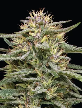 Humboldt Seed Company Raspberry Parfait - 5 feminisierte...