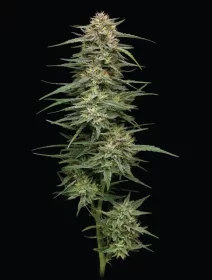 Humboldt Seed Company Raspberry Parfait - 5 feminisierte Samen