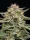 Humboldt Seed Company Raspberry Parfait - 5 feminisierte Samen