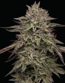 Humboldt Seed Company Royal Highness - 5 feminized seeds