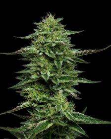 Humboldt Seed Company The Bling - 5 feminized seeds