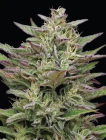 Humboldt Seed Company Trainwreck - 5 feminized seeds