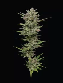 Humboldt Seed Company Trainwreck - 5 feminisierte Samen