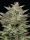 Humboldt Seed Company Trainwreck - 5 feminisierte Samen