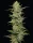 Humboldt Seed Company California Sour Diesel AUTO - 5 autoflowering Samen