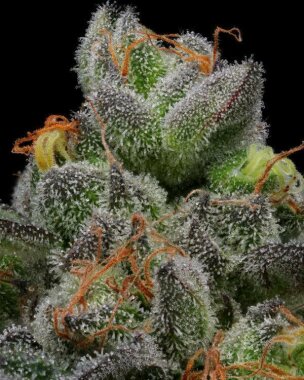 Humboldt Seed Company Caramel Cream AUTO - 5 automatisierte Samen