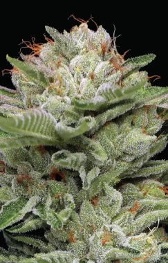 Humboldt Seed Company Durban Poison AUTO - 5 automatisierte Samen