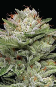 Humboldt Seed Company Durban Poison AUTO - 5 autoflowering Samen