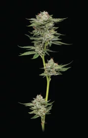 Humboldt Seed Company Durban Poison AUTO - 5 autoflowering Samen