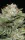 Humboldt Seed Company Durban Poison AUTO - 5 autoflowering Samen