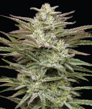 Humboldt Seed Company Jelly Donutz AUTO - 5 autoflowering...