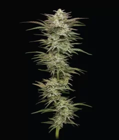 Humboldt Seed Company Jelly Donutz AUTO - 5 autoflowering Samen