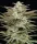 Humboldt Seed Company Jelly Donutz AUTO - 5 autoflowering Samen