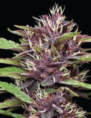 Humboldt Seed Company P.P.D. AUTO - 5 autoflowering Samen