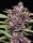 Humboldt Seed Company P.P.D. AUTO - 5 autoflowering Samen