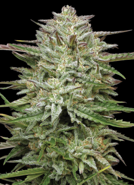 Humboldt Seed Company Pound Town AUTO - 5 autoflowering...