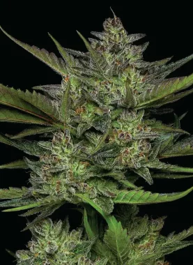 Humboldt Seed Company Sour Apple AUTO - 5 autoflowering...