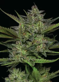 Humboldt Seed Company Sour Apple AUTO - 5 automated seeds