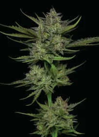 Humboldt Seed Company Sour Apple AUTO - 5 autoflowering Samen