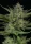 Humboldt Seed Company Sour Apple AUTO - 5 autoflowering Samen