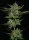 Humboldt Seed Company Sour Apple AUTO - 5 autoflowering Samen