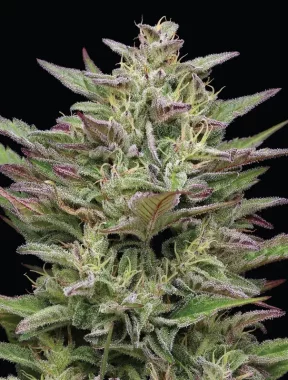 Humboldt Seed Company Trainwreck AUTO - 5 autoflowering...