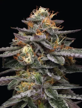 Humboldt Seed Company Vanilla Frosting AUTO - 5...