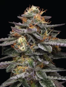 Humboldt Seed Company Vanilla Frosting AUTO - 5 autoflowering Samen