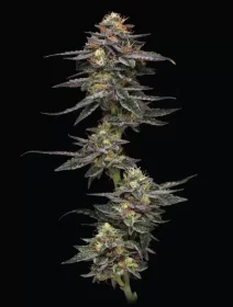 Humboldt Seed Company Vanilla Frosting AUTO - 5 automatisierte Samen