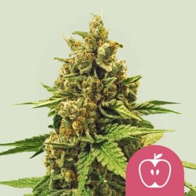 Royal Queen Seeds Apple Fritter - 3 feminized seeds