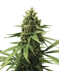 Royal Queen Seeds Apple Fritter - 3 feminisierte Samen