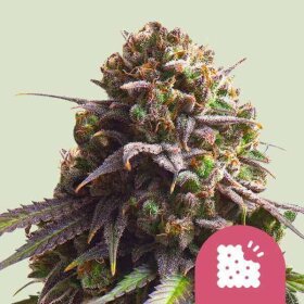 Royal Queen Seeds Biscotti - 3 feminized seeds