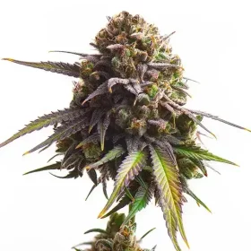 Royal Queen Seeds Biscotti - 3 feminisierte Samen