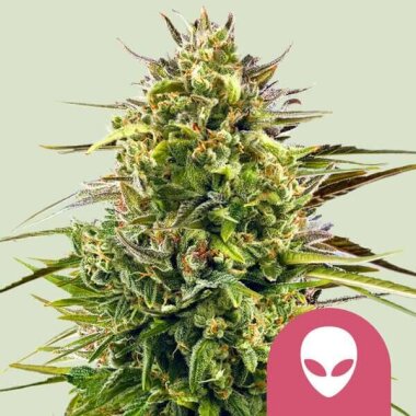 Royal Queen Seeds Alien OG - 3 feminisierte Samen