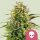 Royal Queen Seeds Alien OG - 3 feminisierte Samen