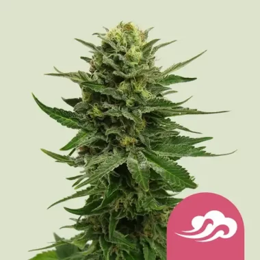 Royal Queen Seeds Blue Mystic - 3 feminisierte Samen