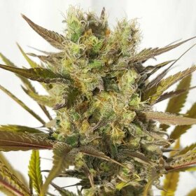 Royal Queen Seeds Blue Mystic - 3 feminisierte Samen