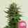 Royal Queen Seeds Blue Mystic - 3 feminisierte Samen