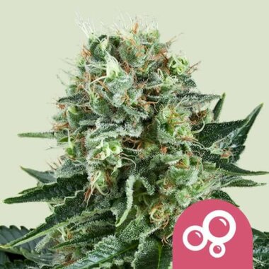 Royal Queen Seeds Bubbel Kush - 3 feminisierte Samen