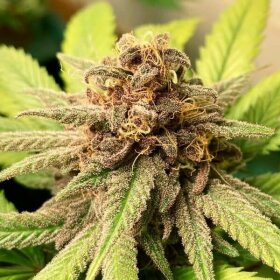 Royal Queen Seeds Bubbel Kush - 3 feminisierte Samen