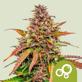 Royal Queen Seeds Bubbel Kush AUTO - 3 automated seeds